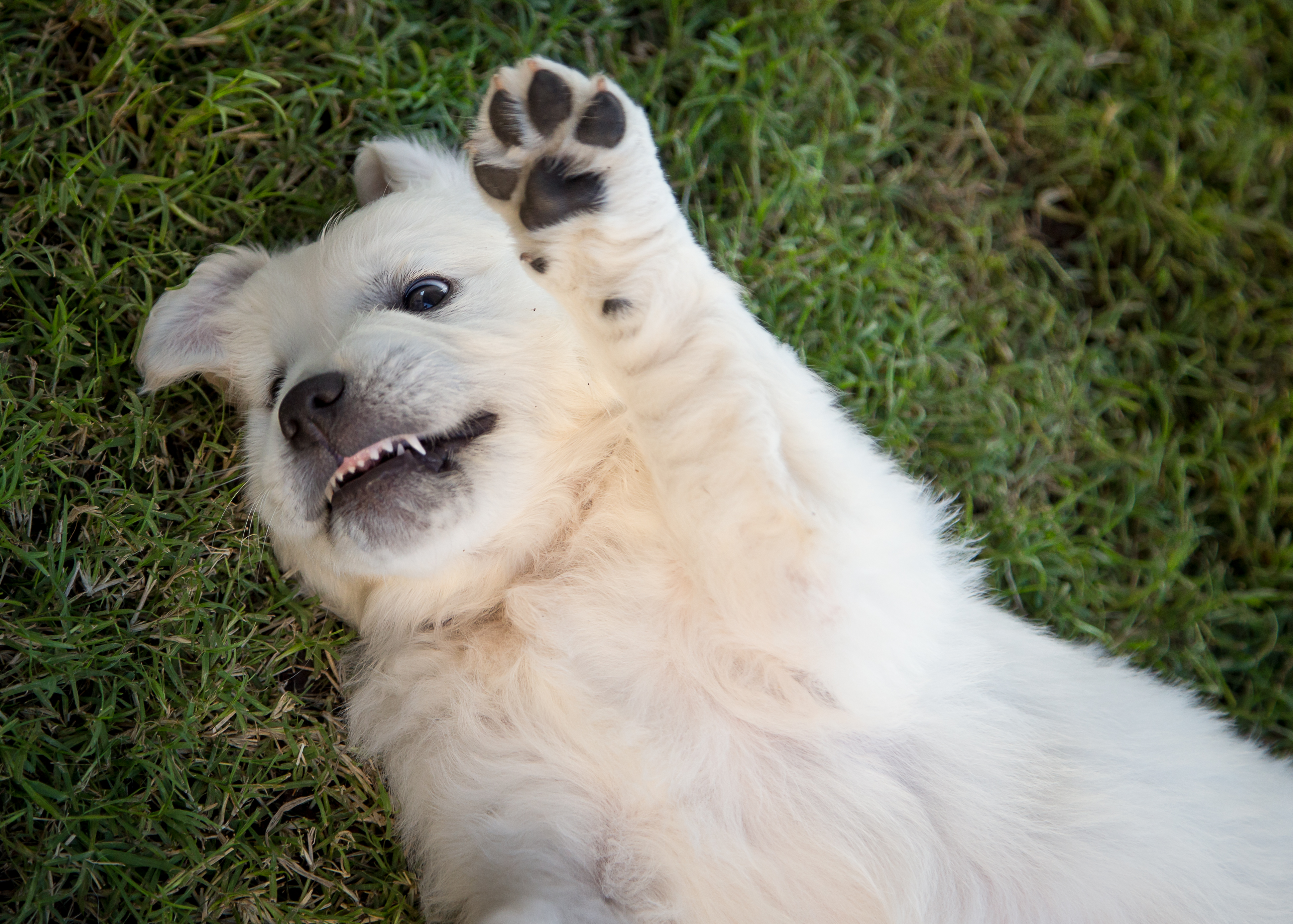 Imatriever Golden Retrievers Golden Retriever Puppies Qld